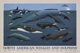 Jump to navigationjump to search. North American Whales And Dolphins Species Identification Poster Charting Nature