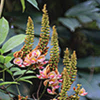 Image result for Ophrestia radicosa