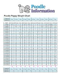 weight chart for teacup poodles yahoo image search results