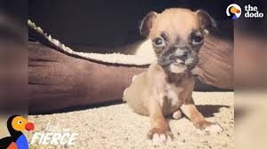 Adopt queenie on yorkshire terrier dog. Teeny Tiny Boxer Puppy Insists On Playing With The Big Dogs The Dodo Little But Fierce Youtube
