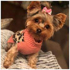 Pin On Yorkie Hair Cuts