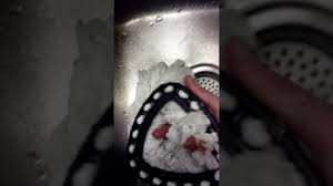 How are you going to clean your mop after you've used it? Cleaning Your O Cedar Spin Mop Head Youtube