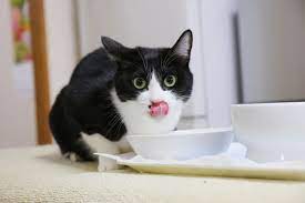 Chicken Stock Soup For Cats Recipe The Catnip Times Homemade Cat Food Cat Recipes Cats