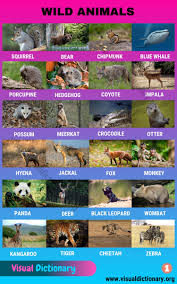 In fact, most of the species on this list are currently classified as either vulnerable or threatened and have far more to fear from humans than we do from. Wild Animals List Of 50 Common Wild Animals Vocabulary With Pictures Visual Dictionary