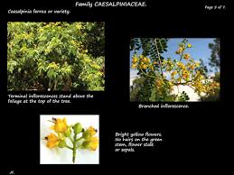 Image result for Caesalpinia ferrea