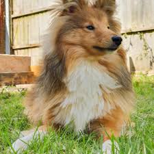 Socks In The Garden In 2020 Pets Animals Pet Dogs