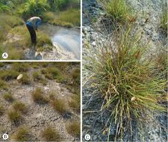 Image result for Pycreus xantholepis