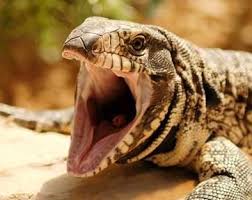 Black And White Tegu Lizard Florida Argentine Black And White Tegu Big Lizard Tegu Reptiles And Amphibians