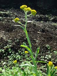 Image result for Gnaphalium