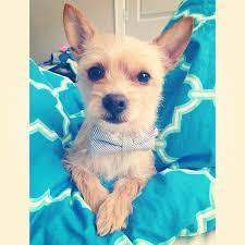 Butters 3 Cairn Terrier Chihuahua Mix Pitbull Terrier Chihuahua Mix Puppies Scruffy Dogs