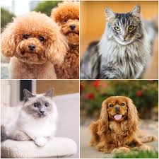 Well, if you live in one of the states that allow pet raccoons, that dream could be a reality. 5 Dog And Cat Breeds That Can Help Combat Depression