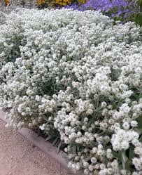 In der ganzen saison präsentiert sich die anaphalis triplinervis 'silberregen' als strukturierender, silberfarbener und halbkugeliger laubhorst. Perlkorbchen Perlpfotchen Pflanzen Und Pflegen Mein Schoner Garten