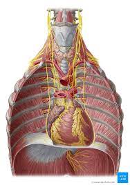 Innervation Of The Heart Sympathetic And Parasympathetic Kenhub