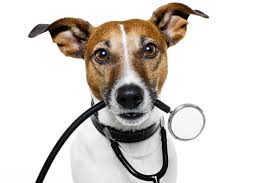 Often cats with kidney failure or early renal disease will have large bladders filled with dilute urine. Is Your Dog Vomiting White Foam Here S A List Of 7 Possible Reasons