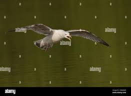 Flying herring gull above water hi-res stock photography and images