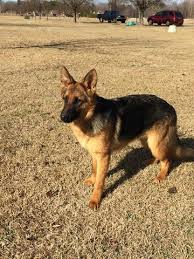 We strive to raise the healthiest and happiest puppies possible and place them in a loving home. German Shepherd Puppies Nc Pets Lovers