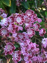 Image result for Commelina latifolia