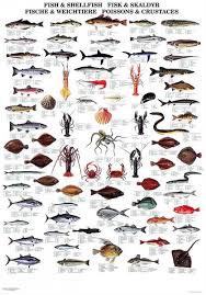 Pin On Identify That Fish
