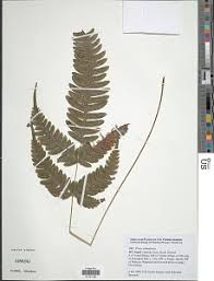 Image result for Pteris similis
