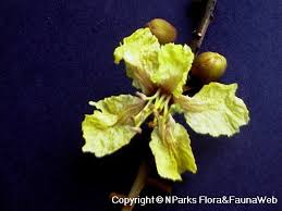 Image result for Limeum pterocarpum