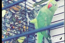 ببغاء الدره الجنس أنثى غير أليف Lt Br Gt البيع على السوم Lt Br Gt صاحب أعلى سومة الله يباركله Lt Br Gt Lt Span Gt Lt A Target X3d Quot Q Parrot Animals