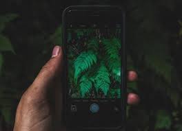 The iphone and ipad app, called leafsnap, instantly searches a growing library of leaf images amassed by the smithsonian institution. 9 Best Apps To Identify Plants By Photos Betechwise