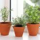 Earth Day Painted Herb Planters