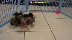 Just 2 little girls left from a litter of 6 gorgeous pure bred havanese puppies. Havanese Puppies For Sale In Portland Maine Me Brunswick Waterville Westbrook Saco Youtube