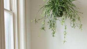 Cover the drainage holes with they will root faster in water, but sometimes plants rooted in water have difficulty adapting to soil, especially if they've been in water for a long time. How To Grow Spider Plants Indoors Houseplants Miracle Gro