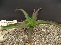 Image result for Aloe bicomitum
