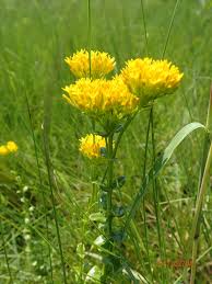 Image result for Sebaea