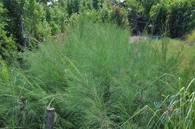 Image result for Casuarina junghuhniana