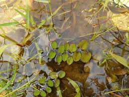 Image result for Salvinia hastata