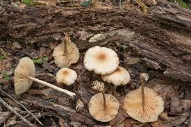 Image result for Marasmius opacus