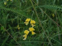 Image result for Sesbania rostrata