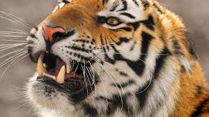 Download Wallpaper 1920x1080 Tiger Teeth Evil Eyes Full Hd 1080p Hd Background Tiger Pictures Tiger Animals