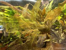 Image result for Aponogeton