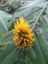 Image result for Renealmia africana