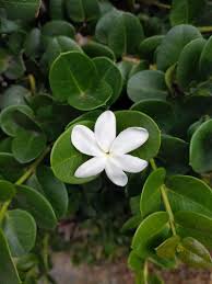 Image result for Carissa