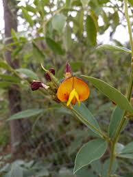 Image result for Cajanus cajan