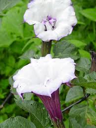 Image result for Datura metel