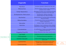 Organisms are composed of cells, and these cells have specific structures within in them that allow them to carry out their functions. Cell Organelle Types Functions Expii