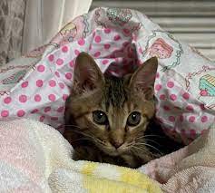 誕生直後の大事件！そんな苦難を乗り越えた可愛いキジ猫「夏ちゃん」【前編】 : 保護猫さんの徒然日記
