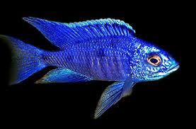 Resultado de imagen de copadichromis azureus