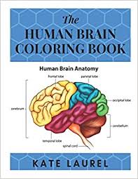 I will say from pictures it's extremely. Amazon Com The Human Brain Coloring Book Human Brain Student S Self Test Coloring Book Human Brain Model Anatomy Human Brain Diagram Human Brain Art Human Brain And Human Learning Human Brain Anatomy 9781096803768 Laurel