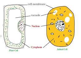 Write short notes on the following. Ncert Solutions For Class 8 Science Chapter 8 Cell Structure And Functions