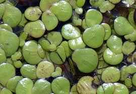 Image result for Spirodela polyrrhiza
