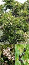 Image result for Clausena anisata