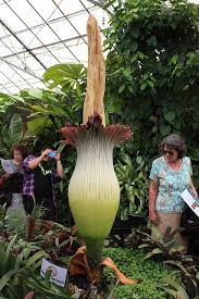 Titan Arum Titan Arum Amorphophallus Titanum Bird Bath