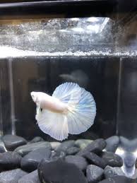 Live Betta Fish Beautiful Young White Opal Half Moon Male Imported From Thailand Betta Fish Betta Fish Pet